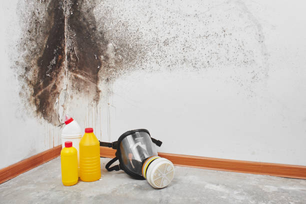 Trusted Twin Falls, ID Mold Removal Experts