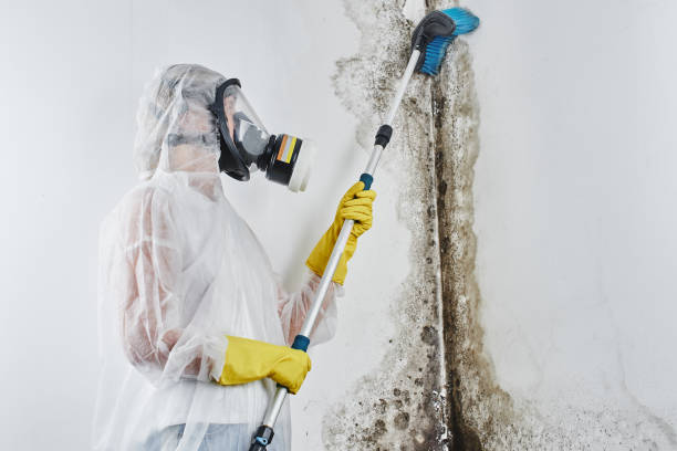 Best Residential Mold Removal  in Twin Falls, ID