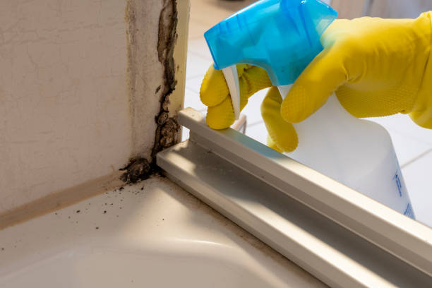 Best Certified Mold Removal  in Twin Falls, ID