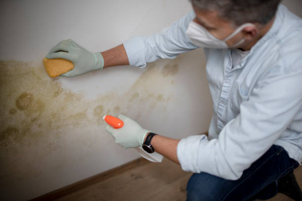 Best Mold Testing  in Twin Falls, ID